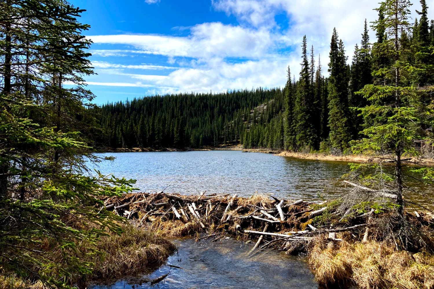 Horseshoe Lake Trail, Alaska