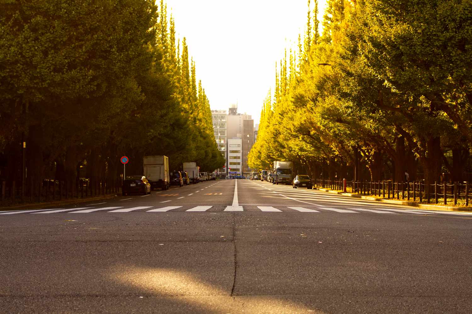 Meiji Jingu Gaien Gingko Avenue, Japan